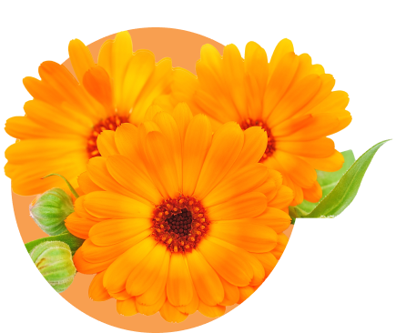 orange color flowers